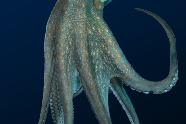 Www kraken 20at net